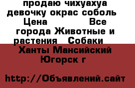 продаю чихуахуа девочку,окрас соболь › Цена ­ 25 000 - Все города Животные и растения » Собаки   . Ханты-Мансийский,Югорск г.